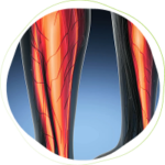 Illustration of the anatomy of a lower leg. Showing leg muscles and tendons which are highlighted in red against a blue gradient background.