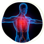 Translucent human figure with arms stretched out, displaying a highlighted red heart, depicting an improved cardiovascular function.