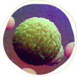 Microscopic view of large textured green sphere depicting an inflamed cell, surrounded by various cell types, representing the concept of inflammation.